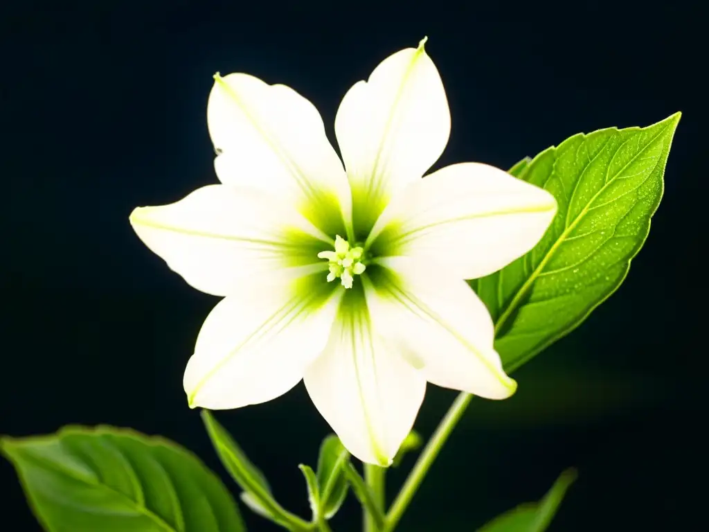 Detallada imagen nocturna de una flor de Nicotiana alata, perfecta para atraer polinizadores nocturnos