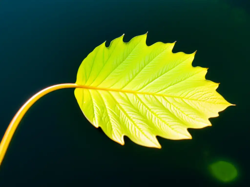 Detalle impresionante de la relación simbiótica entre larvas de insectos y plantas acuáticas en una hoja de lirio acuático