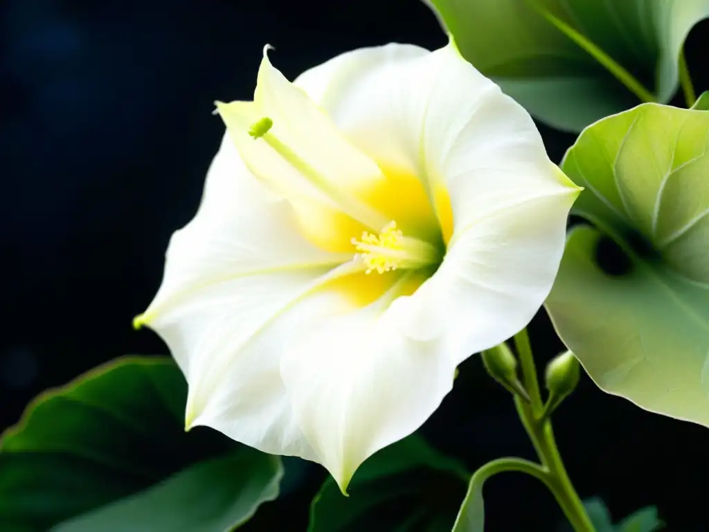 Imagen detallada de una Ipomoea alba desplegando sus pétalos blancos bajo la luna, atrayendo polinizadores nocturnos